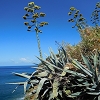 Plants: image 66 Of 208 Thumb